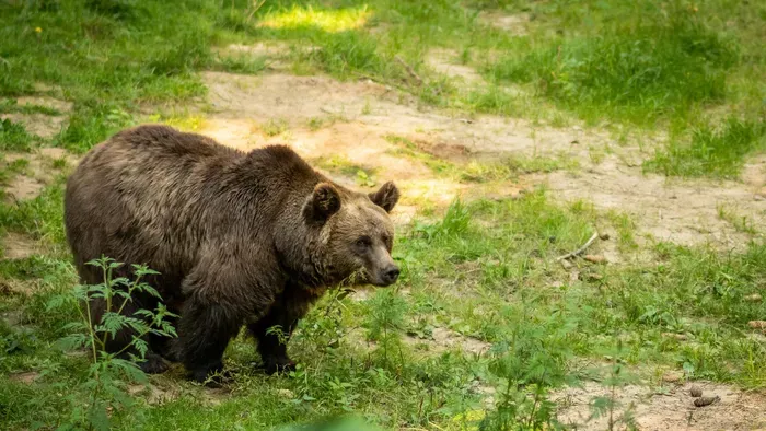 Kitört a pánik: Anyamedve és bocsa riogatja a túrázókat!