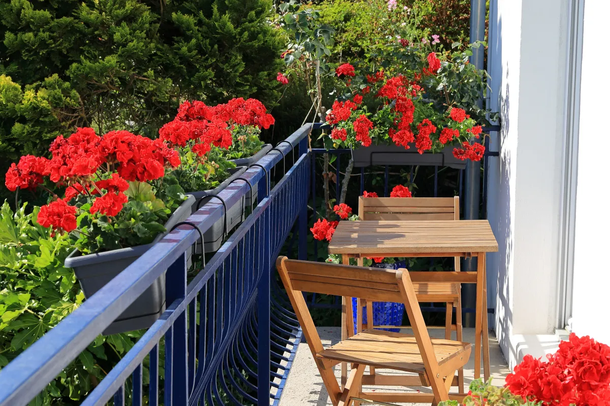 Muskátli Red,Geraniums,Overflow,From,Pots,On,A,Balcony,,Creating,A
