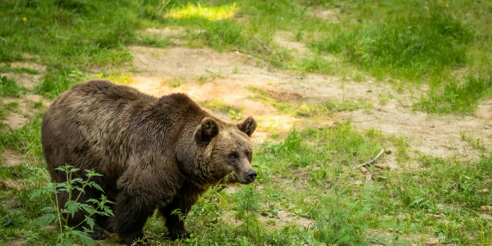 Kitört a pánik: Anyamedve és bocsa riogatja a túrázókat!