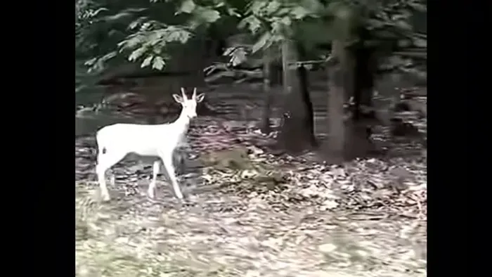 Felbukkant a csodaszarvas Zalában – Videó