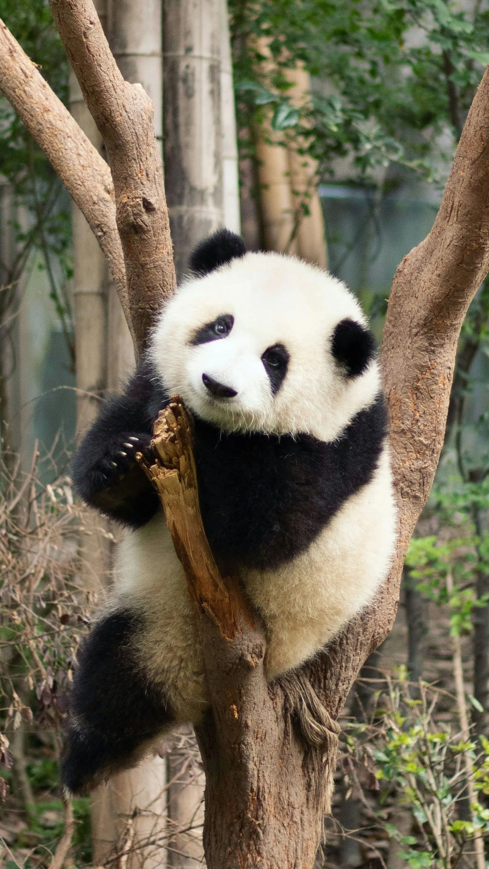 Ez a panda annyira fehér, hogy még a sűrű erdőben is látszik, mint egy világítótorony
