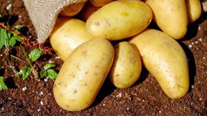 Meg lehet enni a kicsírázott burgonyát? Itt a válasz!