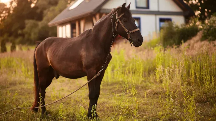 Kitálalt a hercegnő az ellopott Shergar csődörről